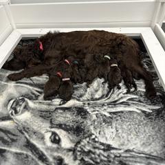 Boykin Spaniel and Chesapeake Bay Retriever Puppies from Big Medicine Kennel