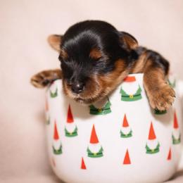 Boy 1 - Black and tan male Yorkshire Terrier puppy in Carmichael, California from Mckeever's Yorkies