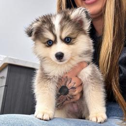 Mochi - Gray and white male Pomsky puppy in La Verne, California from Red Cedar Pomskies