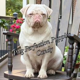 Pug puppies from Pug Perfection Puppies