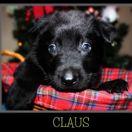 German Shepherd Puppies from Black Beauty Shepherds