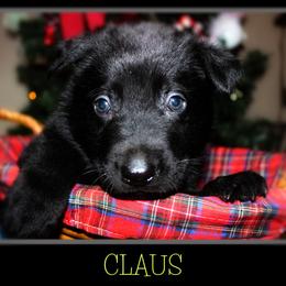 German Shepherd Puppies from Black Beauty Shepherds