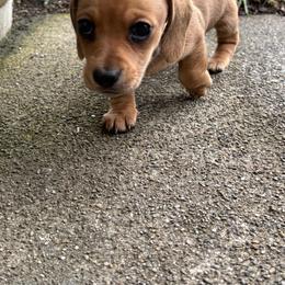 Magic Molly - Red female Dachshund puppy in Spokane, Washington from Beautiful Beans