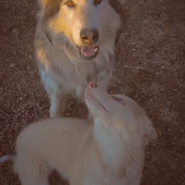 Native American Indian Dog Puppies from Seven Sisters Canids