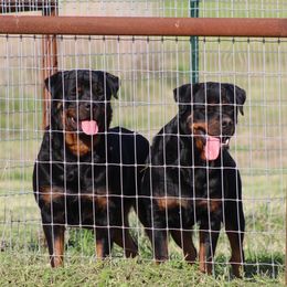 Rottweiler All Grown Up from Cross O Ranch Rottweilers