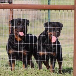 Rottweiler All Grown Up from Cross O Ranch Rottweilers