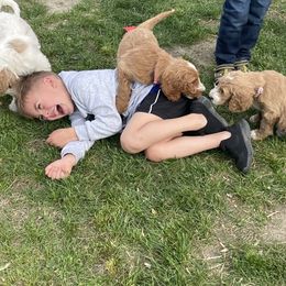 Bernedoodle, Cavalier King Charles Spaniel, Goldendoodle, and Sheepadoodle Puppies from Flannery’s lucky pup’s🍀
