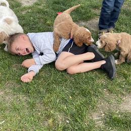 Bernedoodle, Cavalier King Charles Spaniel, Goldendoodle, and Sheepadoodle Puppies from Flannery’s lucky pup’s🍀