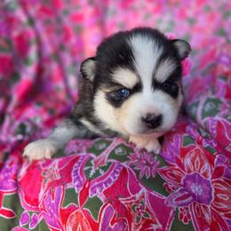 Dayton - Black and white male Pomsky puppy in Mc Callsburg, Iowa from SZ Rolling Acres LLC