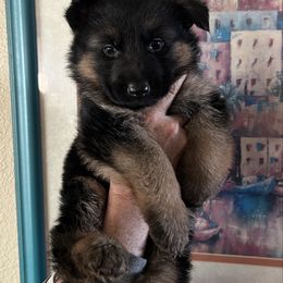 Harvey - Black and red male German Shepherd puppy in Whitewater, California from Vom Haus Metzler Shepherds