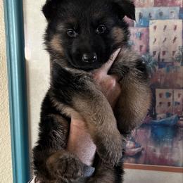 Harvey - Black and red male German Shepherd puppy in Whitewater, California from Vom Haus Metzler Shepherds