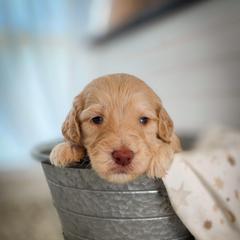 Costa - Light golden male Double Doodle puppy in Cleveland, Tennessee from Edgewater Doodles & Designer Pups