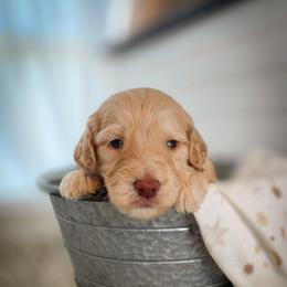 Costa - Light golden male Double Doodle puppy in Cleveland, Tennessee from Edgewater Doodles & Designer Pups