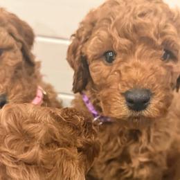 Purple Collar - Red  female Poodle puppy in Orange, Connecticut from Shamrock’s Poodles