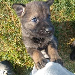 German Shepherd Puppies from Thornock Shepherds