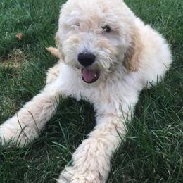 Goldendoodle Puppies from Heart of Michigan Goldendoodles
