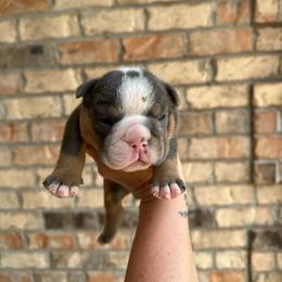 Boy 4 - Blue tri-color male Bulldog puppy in Hernando, Mississippi from Blues City Bulldogs