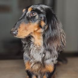 Kai - Dachshund