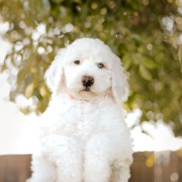 S'mores - Sheepadoodle puppy from Dooling Doodles