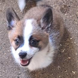 Maple - Fawn female Companion Cross puppy in Fairview, South Dakota from Dakota Toy Aussies