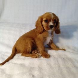 Will - Ruby male Cavalier King Charles Spaniel puppy in Fredericksburg, Ohio from Timshell Farm: Specialty Crossbreed Puppies