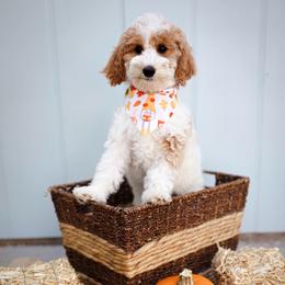 Patriot - Parti male Goldendoodle puppy in Boise, Idaho from Goldendoodle Baby