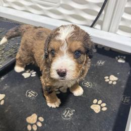 Lt Blue - Merle male Bernedoodle puppy in Petersburg, Michigan from Brittany’s Mini Bernedoodles
