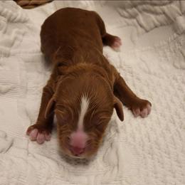 K-Yellow Girl - Red  female Goldendoodle puppy in Lewisville, Texas from Texas Goldendoodle Lovers
