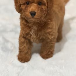 Lucas - Red  male Poodle puppy in Davie, Florida from Dave Poodles