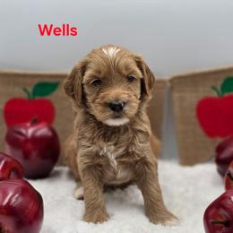 Wells - Apricot male Goldendoodle puppy in Summerville, South Carolina from Channys Doodles
