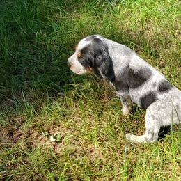 Bluetick Coonhound Puppies from Debbie Fietzer's Bluetick Coonhounds