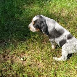 Bluetick Coonhound Puppies from Debbie Fietzer's Bluetick Coonhounds