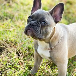 French Bulldogs from Erika's French Bulldogs