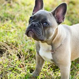 French Bulldogs from Erika's French Bulldogs