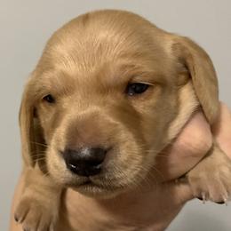 Cream female  longhair - Cream female Dachshund puppy in Bethany, Connecticut from Mardox Dachshunds