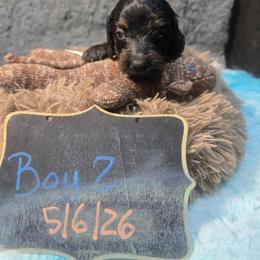 Skipper - Black and tan male Dachshund puppy in Bigfork, Minnesota from Long Ears and Long Dogs Ranch