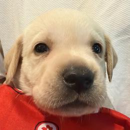 Girl 1 - female Labrador Retriever puppy in Palm Beach County, Florida from Robin's Labrador Retrievers
