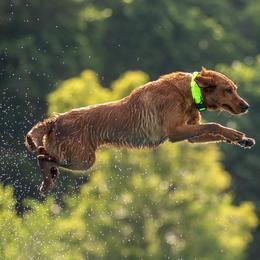 Hera - Labrador Retriever