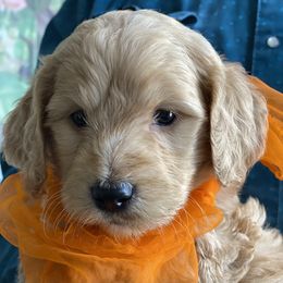 Goldendoodle and Russian Toy Puppies from Nesting Dolls Russian Toys