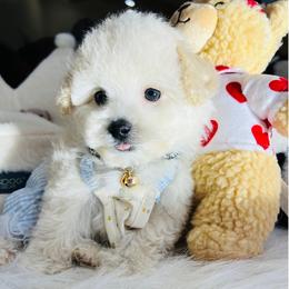 BARRY - Cream male Maltipoo puppy in Sugar Land, Texas from Celebrity Maltipoos
