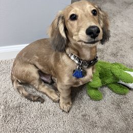 Dachshund and Pembroke Welsh Corgi Puppies from Three K Miniature Dachshunds