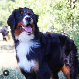Remi - Bernese Mountain Dog