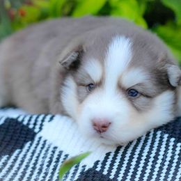 Rojo - Red and white male Pomsky puppy in Bremen, Indiana from AMS Pomeranians and Pomskies in Indiana