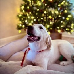 Zenith - Light golden male Golden Retriever puppy in Adair, Oklahoma from Rejoice Retrievers