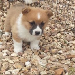 Pembroke Welsh Corgi Puppies from Carol's AKC Corgis
