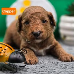 Copper - Red  male Goldendoodle puppy in Summerville, South Carolina from Channys Doodles