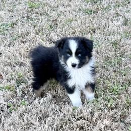 Skylar - Black tri-color female Australian Shepherd puppy in Mount Vernon, Texas from RJ's Aussie Posse