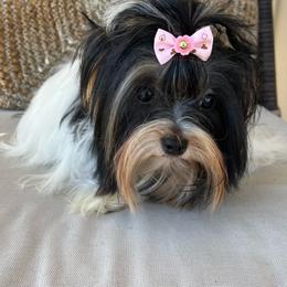 Nova - Parti female Yorkshire Terrier puppy in Calhoun, Georgia from Peach State Yorkies