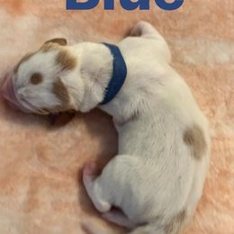 Basset Hound Puppies from Three Boys Bassets