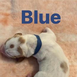 Basset Hound Puppies from Three Boys Bassets